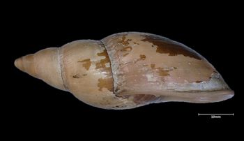 Media type: image;   Malacology 93953 Aspect: lateral